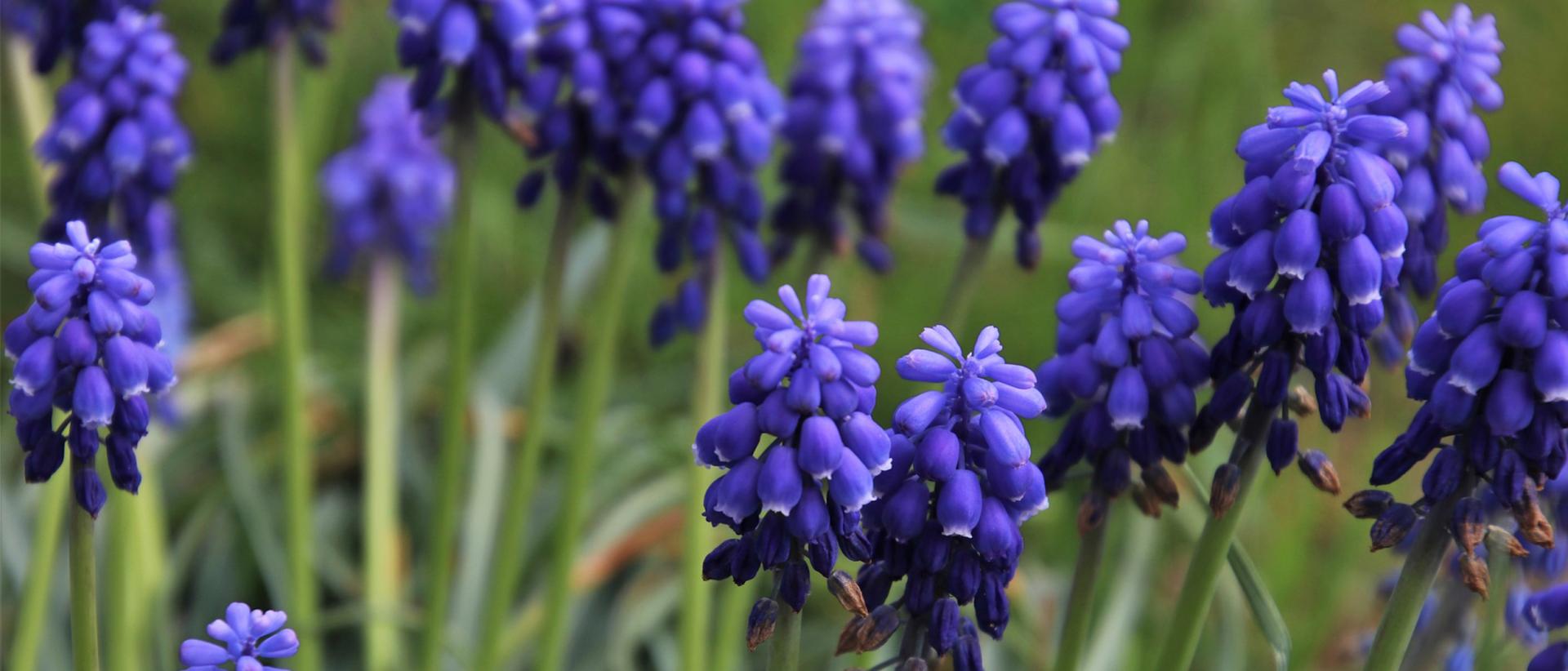 Sinisiä helmililjoja