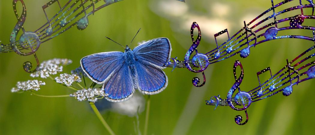 Sininen perhonen vihreän ruohikon edustalla ja piirrettyjä sinisiä nuottiviivastoja.