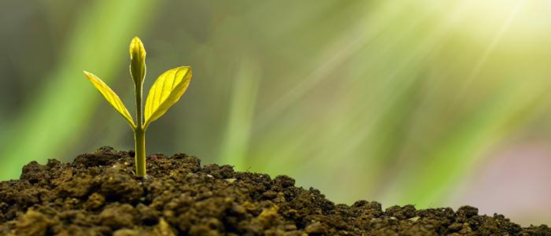 Taimen verso kasvaa mullassa, taustalta kajastaa vihreitä sävyjä ja valoa