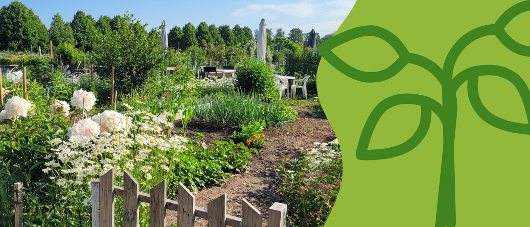 Viljelypalstalla kasvavia kukkia ja muita kasveja.