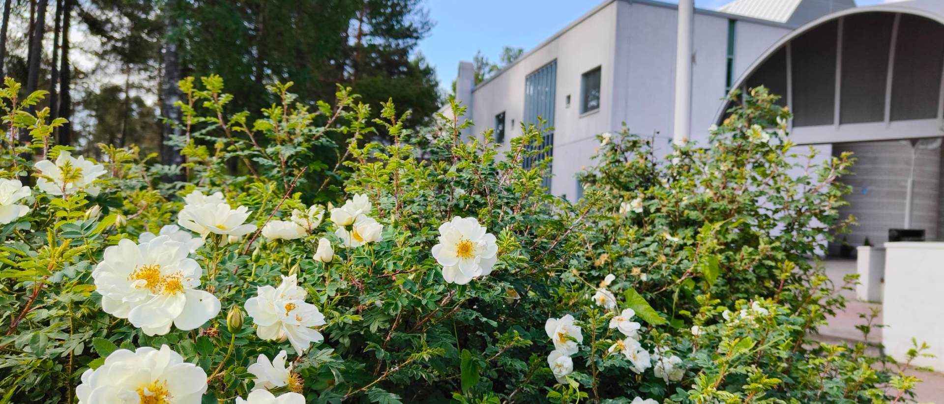 Myllypuron kirkko kesällä. etualalla valkoisia ruusuja