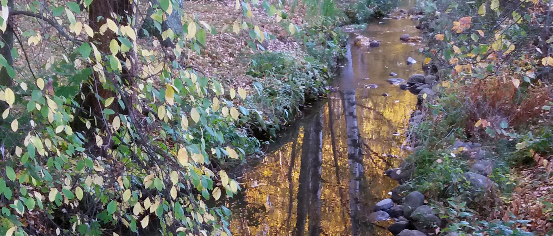 Syksyinen puromaisema, jossa veden pintaan heijastuu koivunrunkoja peilikuvana ylösalaisin