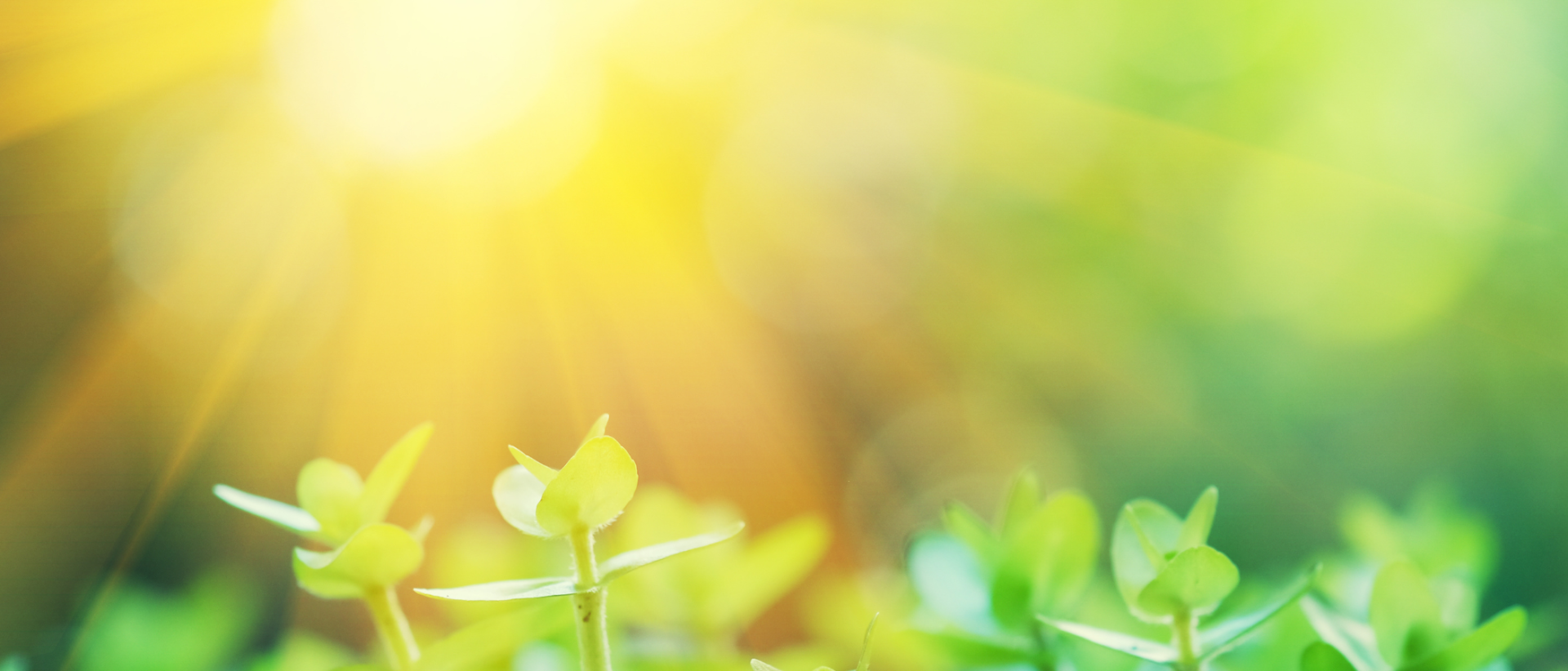 Auringon valo ja kasveja